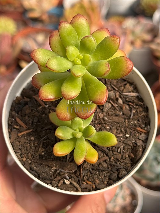 Echeveria macdougalli
