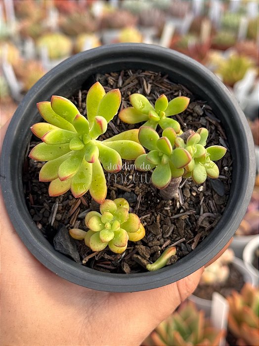 Echeveria macdougalli