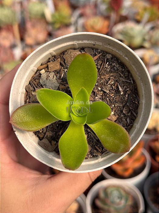 Crassula capitella ‘campfire’