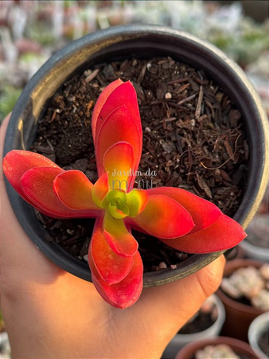 Crassula capitella ‘campfire’