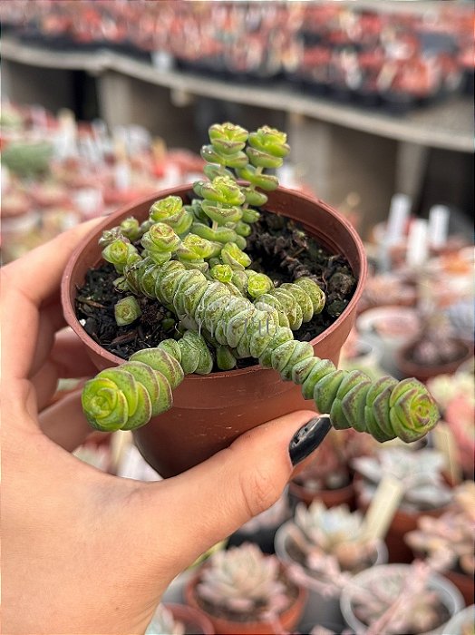 Crassula marnieriana
