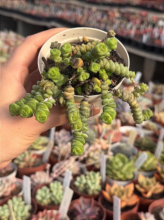 Crassula marnieriana