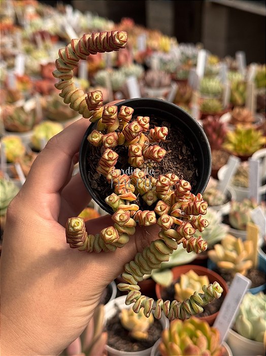 Crassula marnieriana