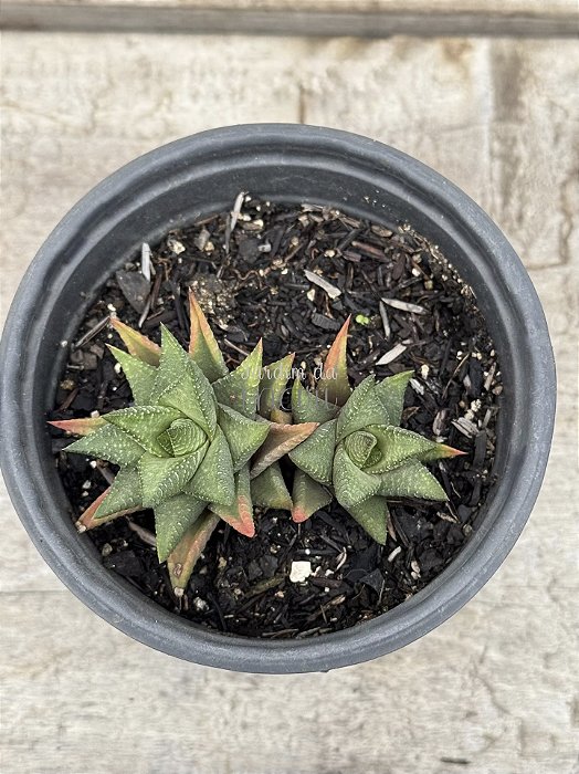 Haworthia 005