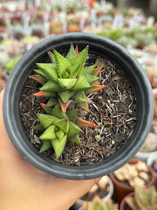 Haworthia 005