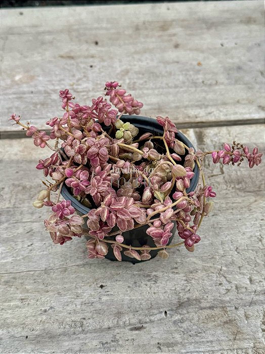 Plectranthus prostatus (boldinho)
