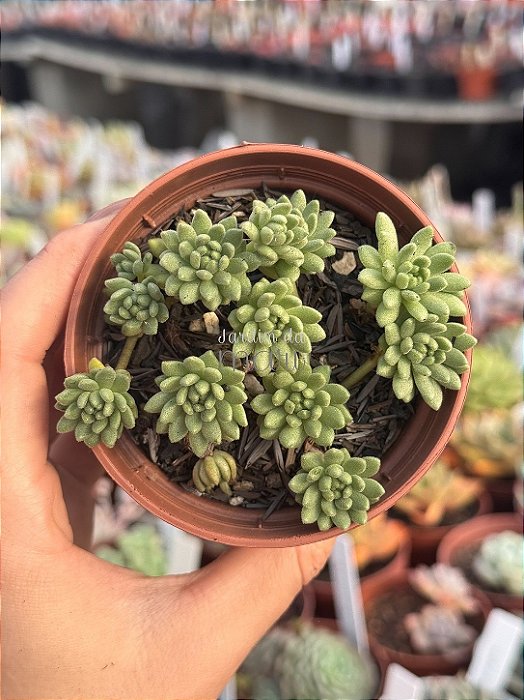 Sedum hirsutum