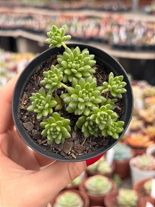 Sedum hirsutum