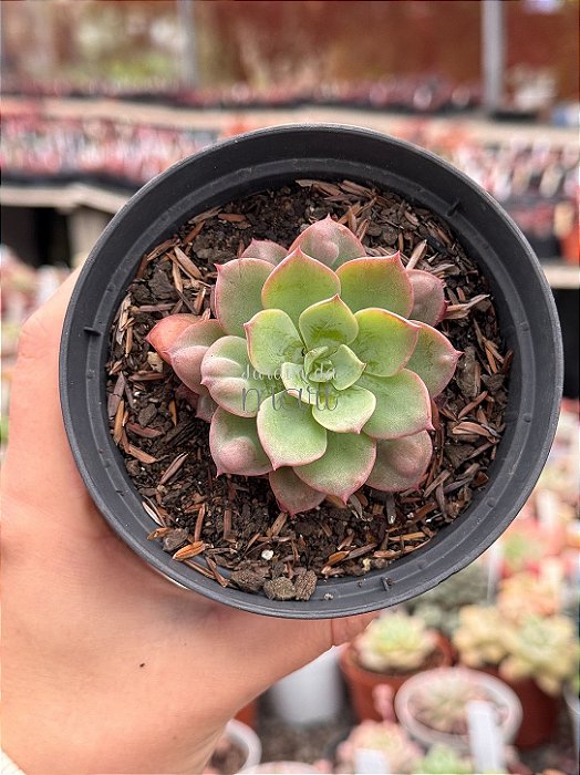 Echeveria pagoda