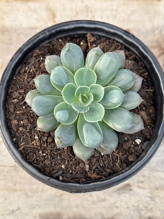 Echeveria pagoda