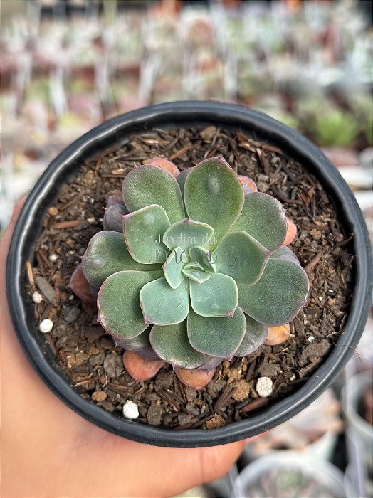 Echeveria pagoda