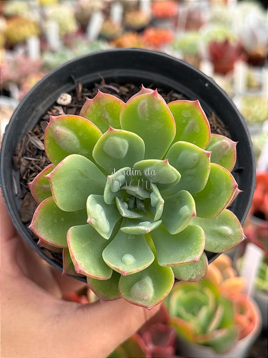 Echeveria pagoda