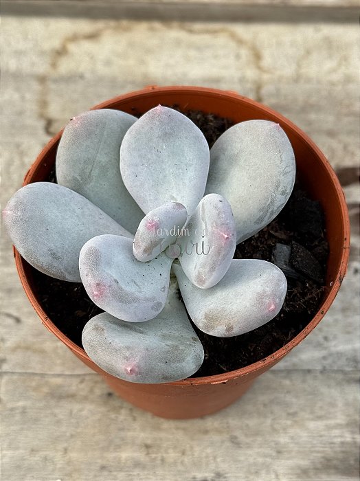 Pachyphytum blue haze (sem raiz)