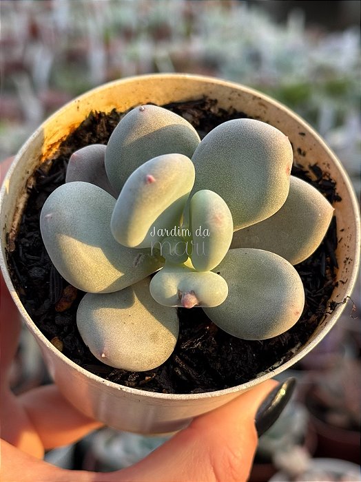 Pachyphytum blue haze