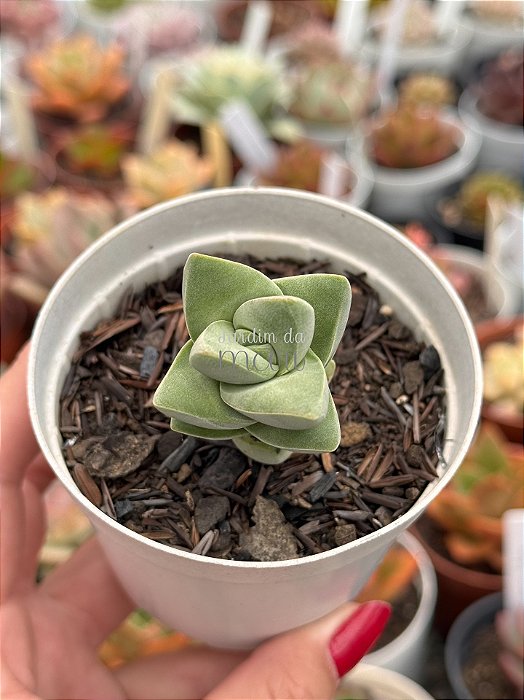 Crassula moonglow