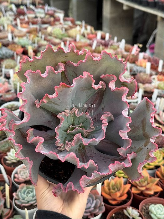 Echeveria mauna brasileira (sem raiz)