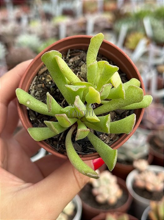 Adromischus cristatus var. clavifolius