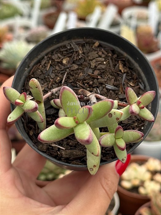 Crassula nudicaulis var. herrei