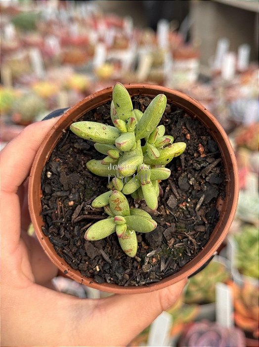 Crassula nudicaulis var. herrei