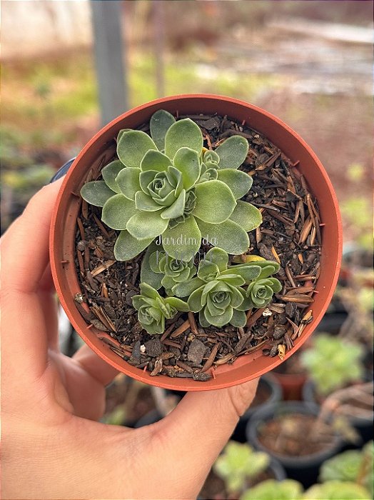 Aeonium greenovia dodrentalis