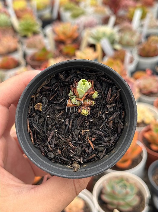 Aeonium greenovia dodrentalis