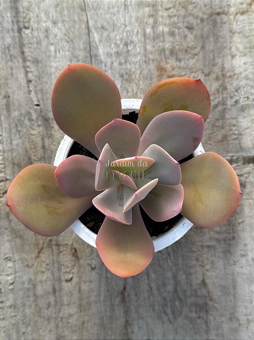Echeveria asta