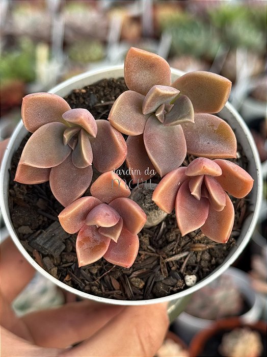 Echeveria gisele