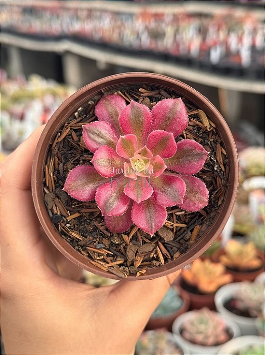Aeonium pink witch