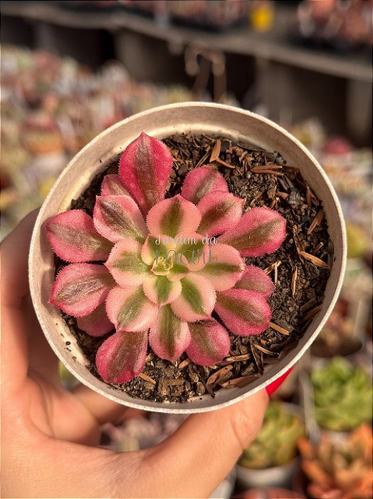Aeonium pink witch