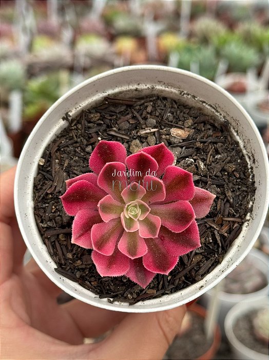 Aeonium goddess variegata