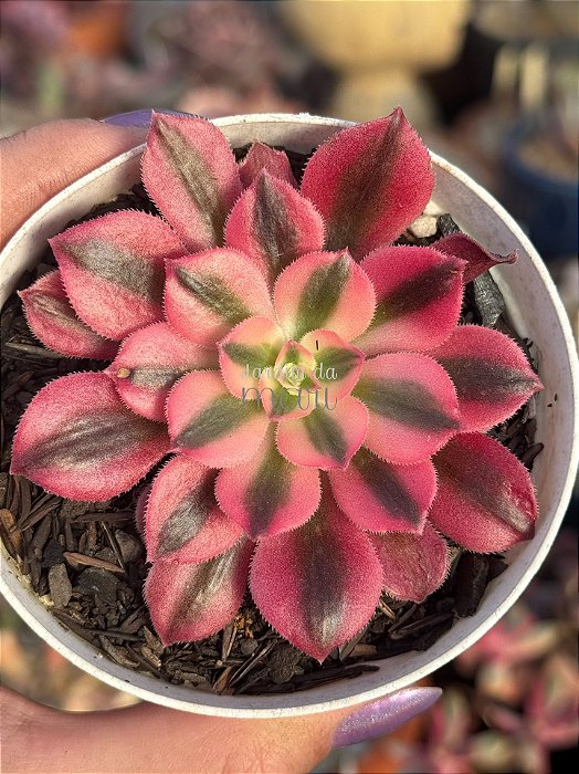 Aeonium goddess variegata