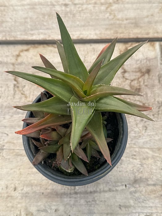 Aloe black gem colônia
