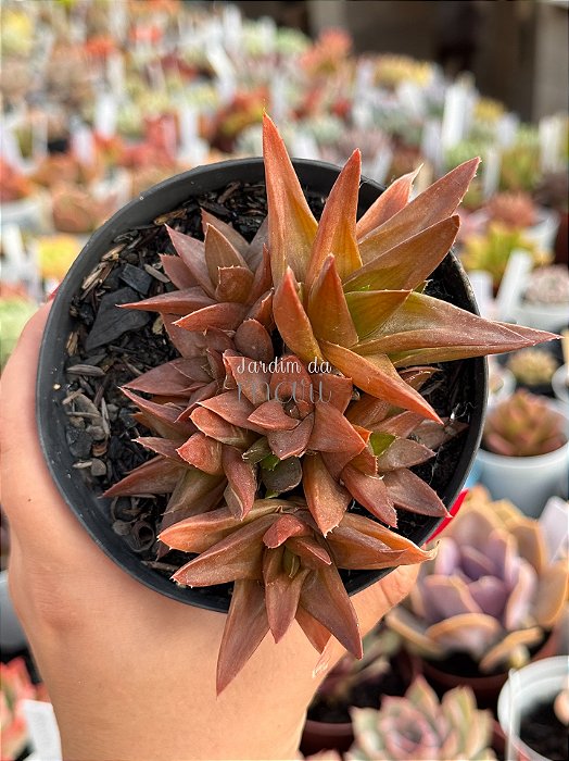Aloe black gem (colônia)