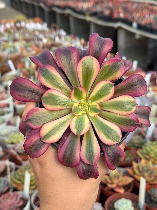 Aeonium medusa