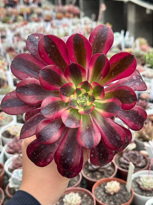 Aeonium medusa