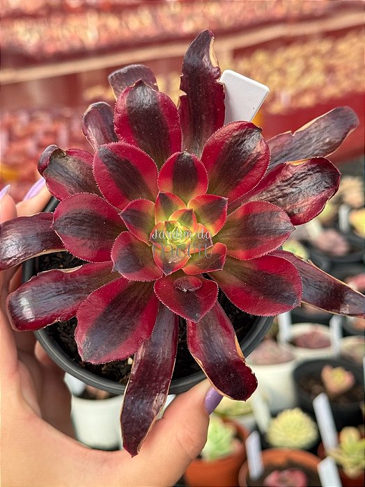 Aeonium medusa