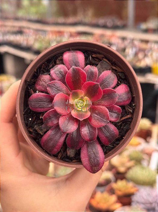 Aeonium medusa