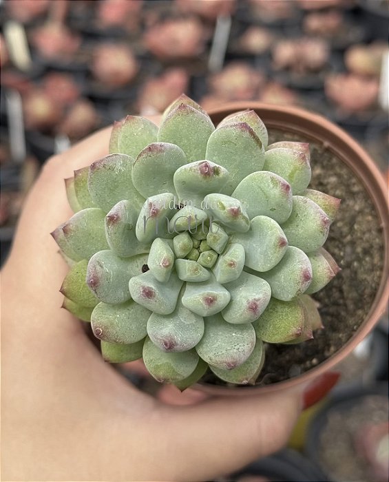 Echeveria blue apple