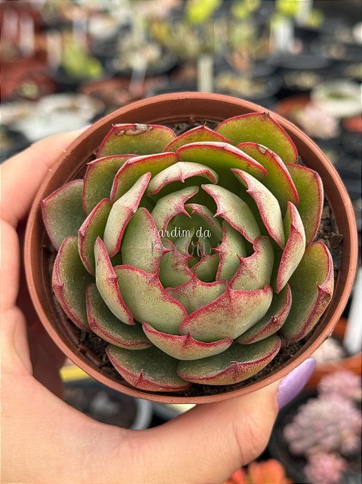 Echeveria yang jin
