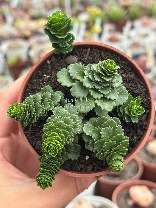 Sedum atlantis