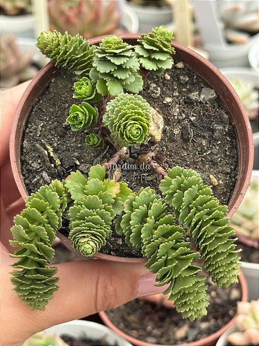 Sedum atlantis