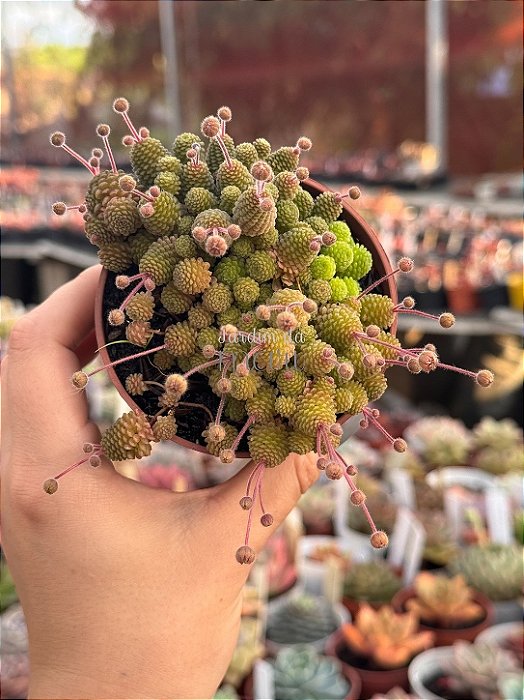 Monanthes polyphylla