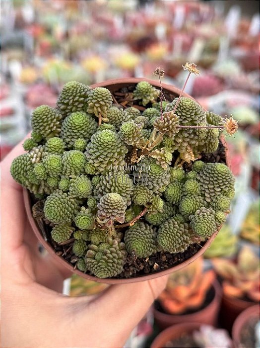 Monanthes polyphylla