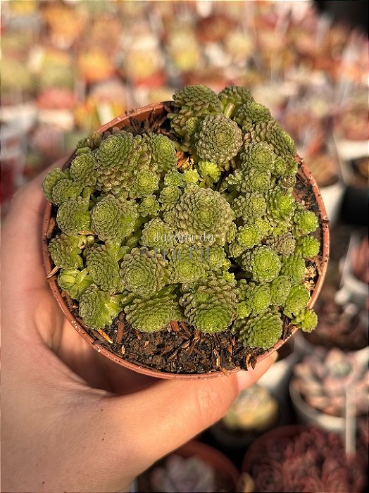 Monanthes polyphylla