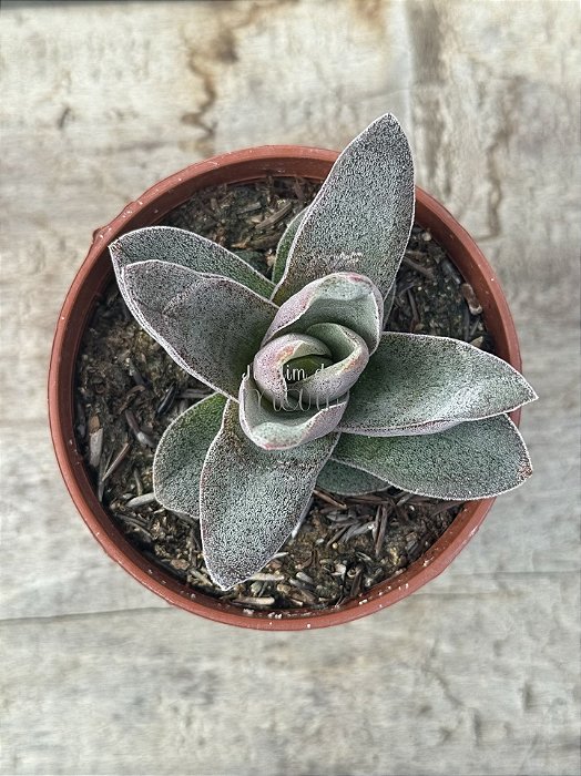Crassula garnet lótus