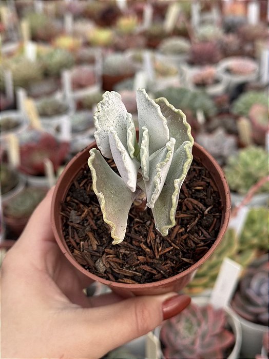 Cotyledon undulata