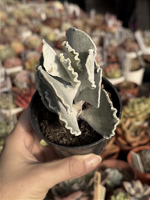 Cotyledon undulata