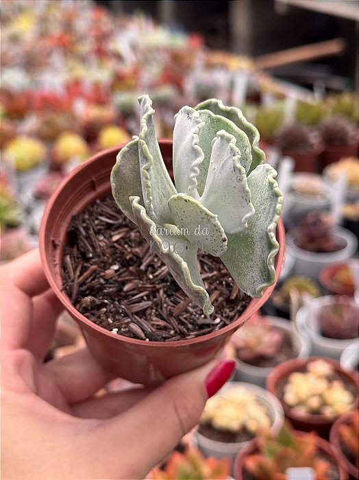 Cotyledon undulata