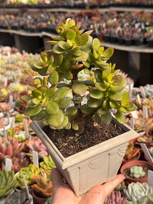 Crassula ovata (mini jade)