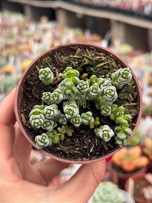 Crassula coralina